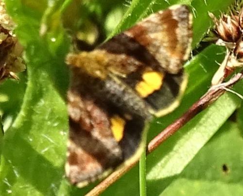 Panemeria tenebrata